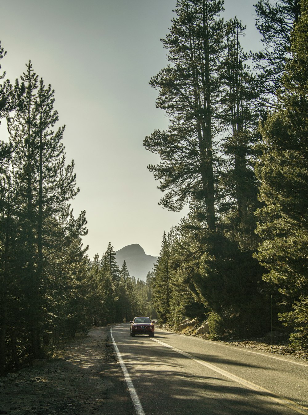 red car on the road in between trees photography