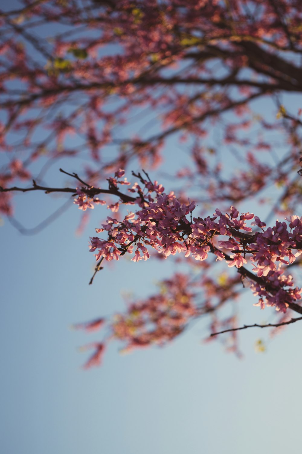 pink plant close-up photography