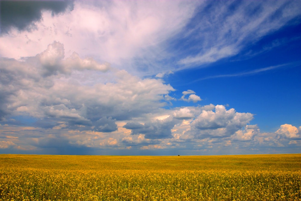 green grass field