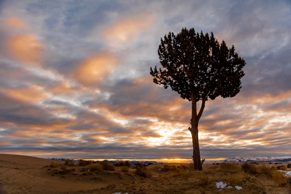 green tree on brown sand near sea during daytime