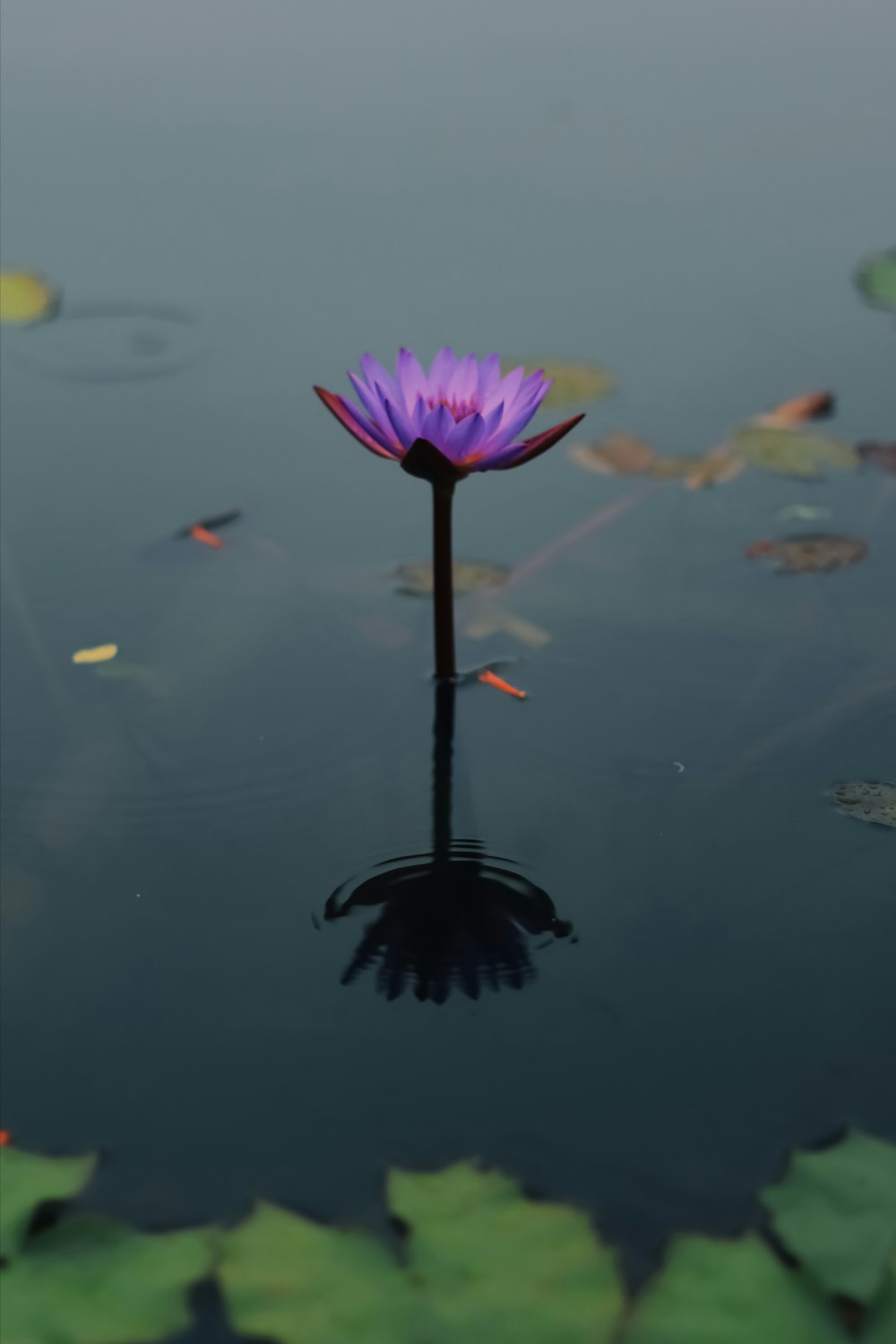 Fotografia de foco raso da flor roxa no corpo da água