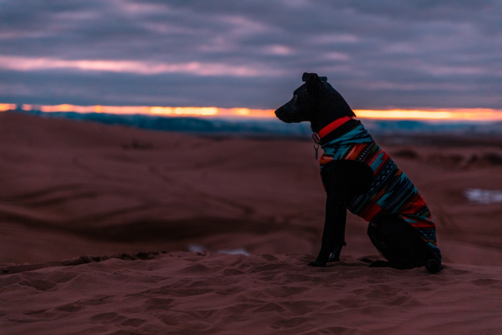 Cão preto sentado no deserto
