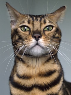 A close-up portrait of a Bengal cat with striking green eyes and distinct brown and black striped fur. The cat displays a regal and attentive expression with its ears perked up and prominent whiskers.