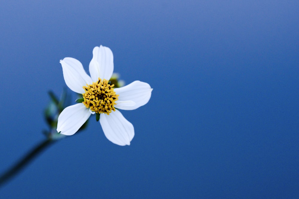macro photography of white flower