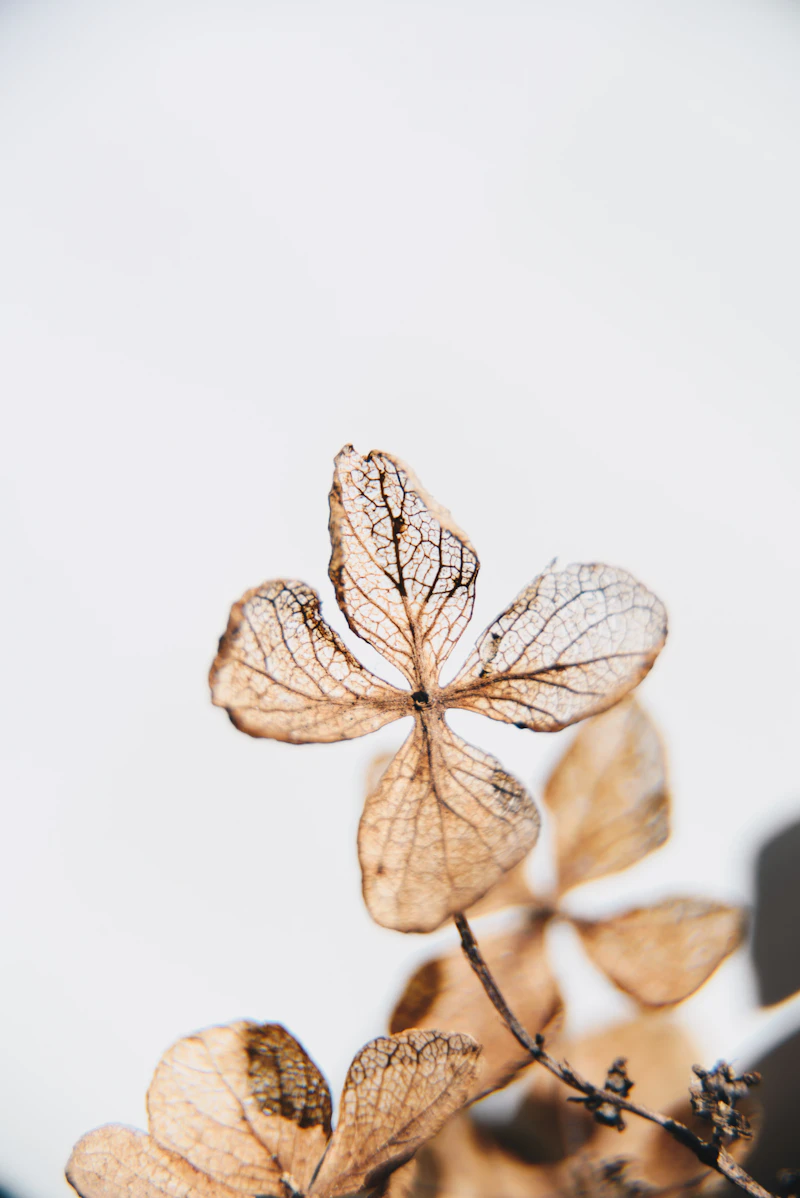 A delicate dried hydrangea petal
