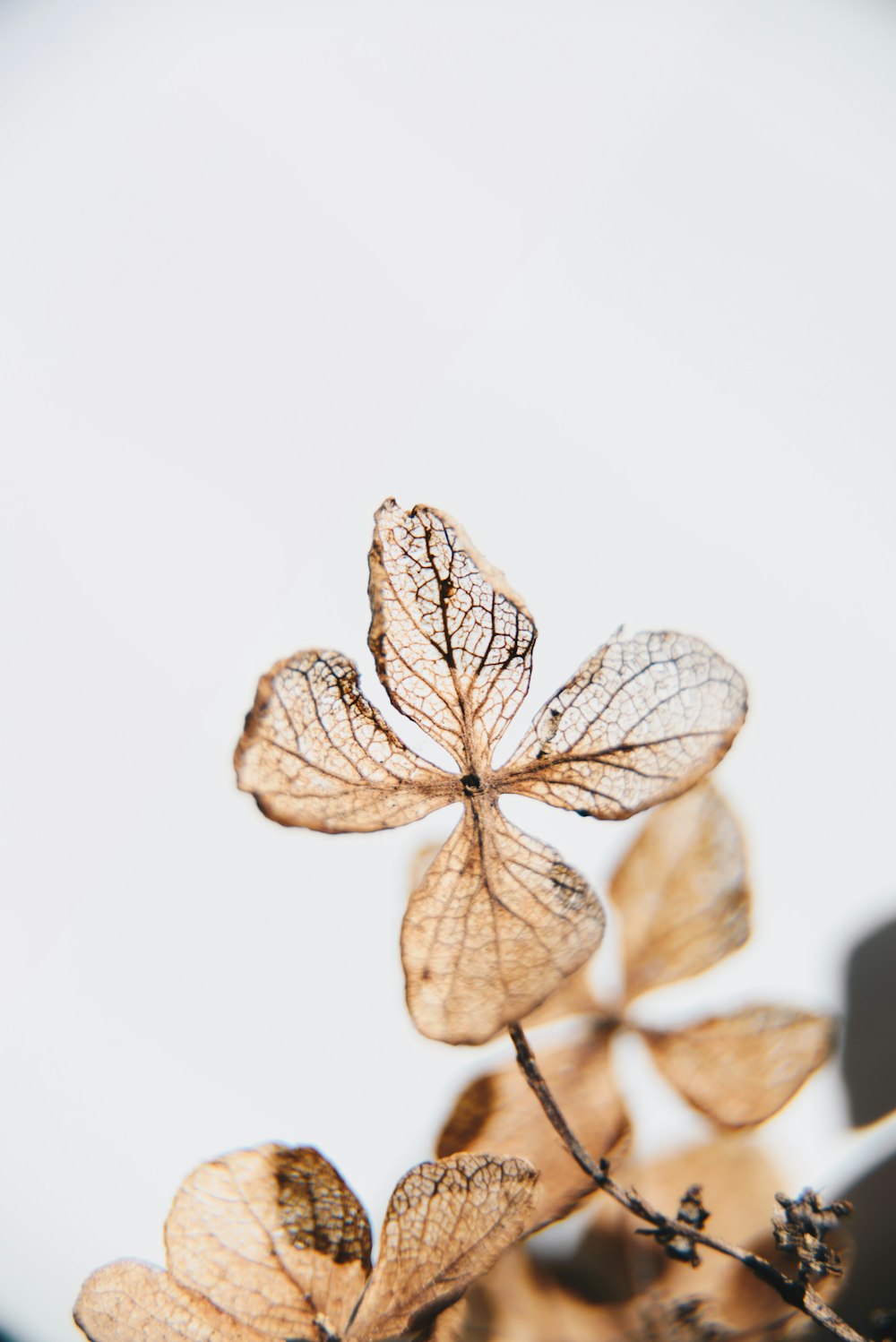 brown four-leafed plant