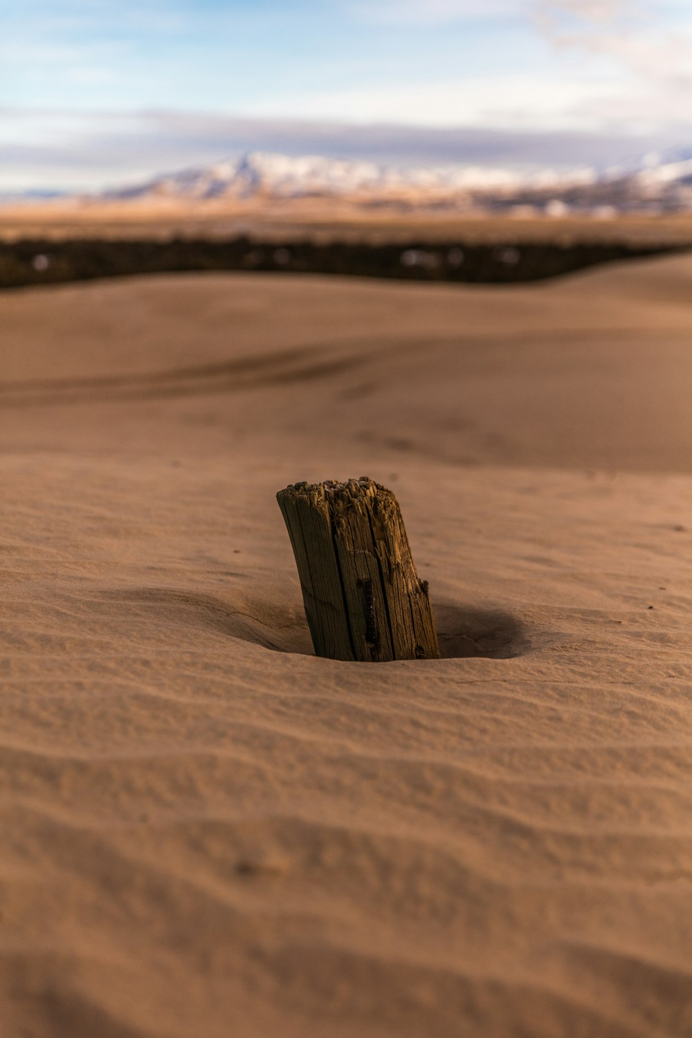 tronc d’arbre brun dans le sable brun