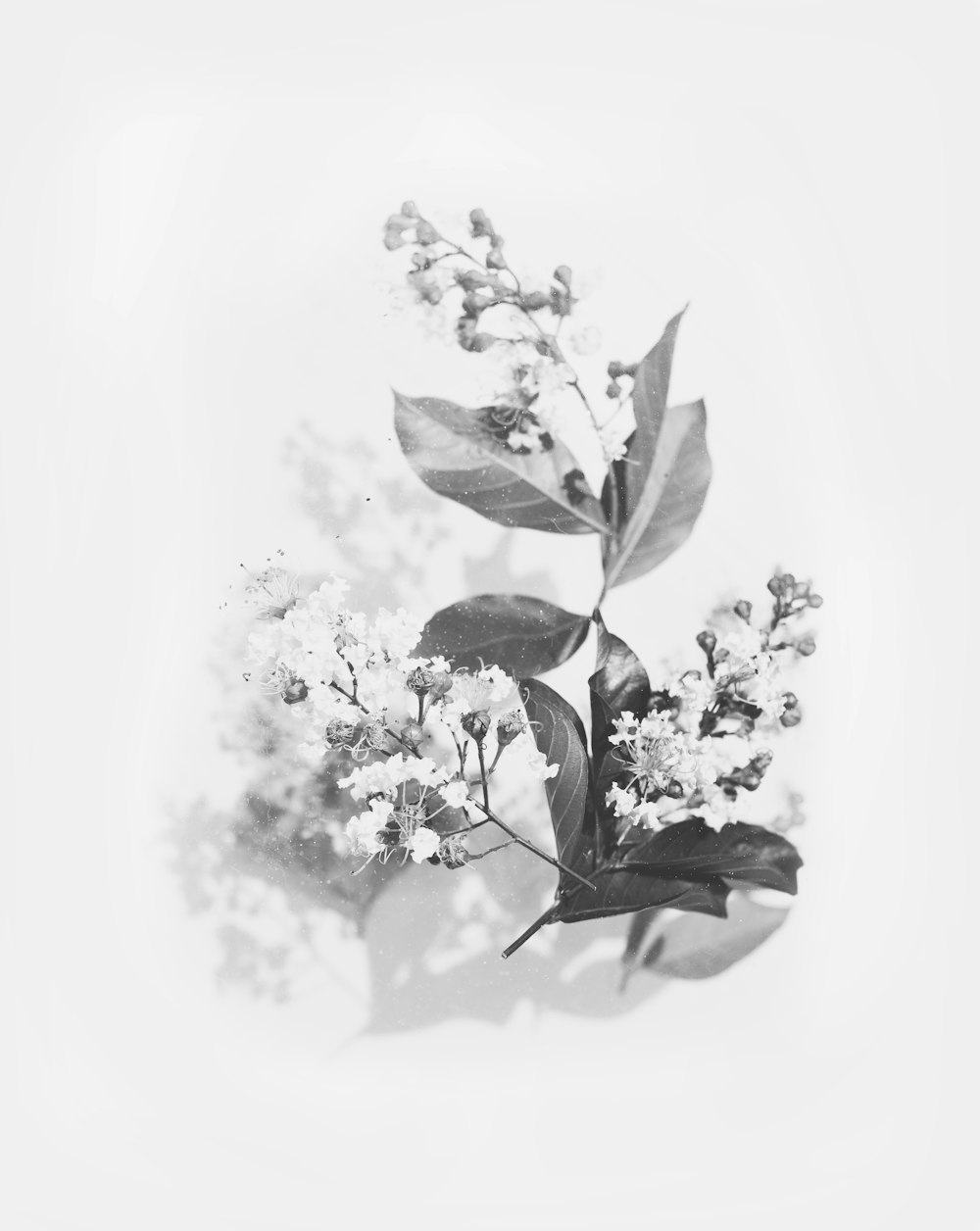 grayscale photography of flowers