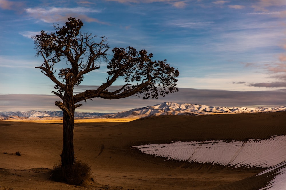 Árbol de hojas marrones durante el día