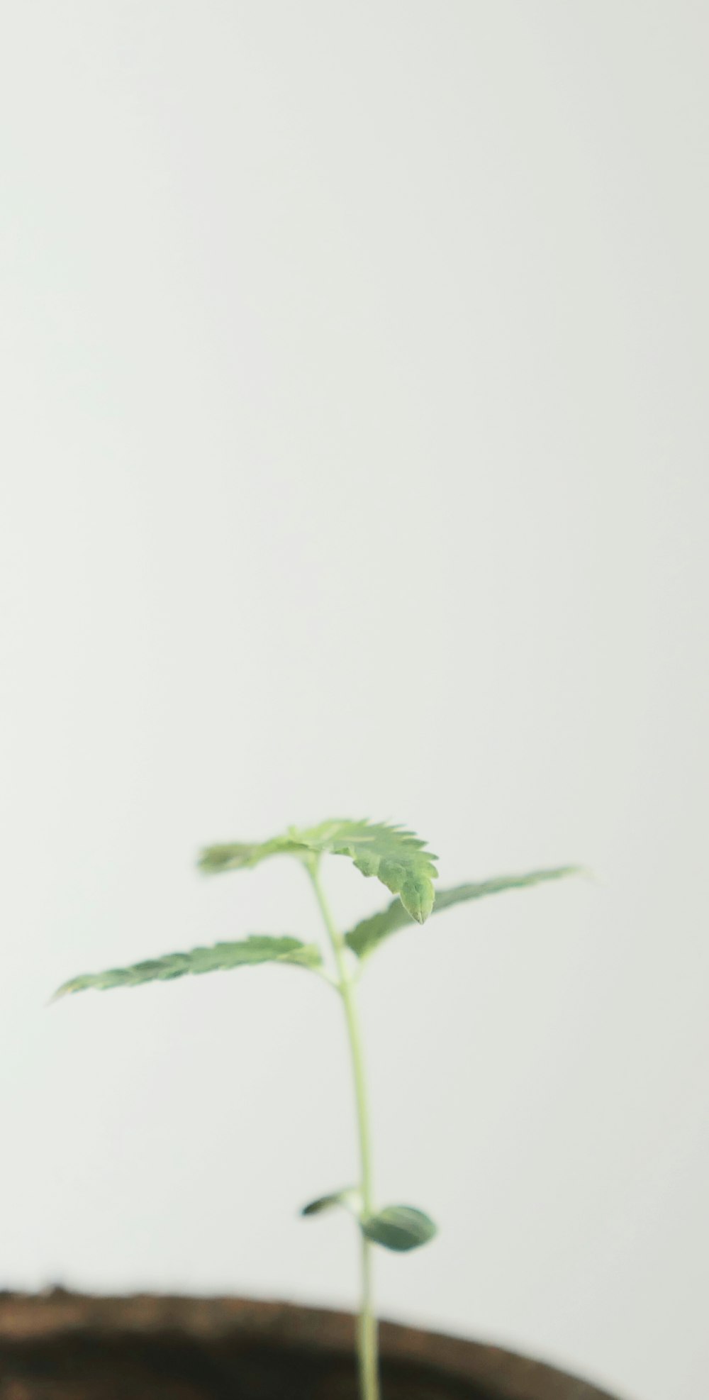 planta em vaso de folha verde