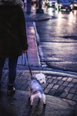 A person in a dark coat is walking a small dog wearing a grey sweater on a wet, reflective city street during the evening. Car headlights create a glow in the background, contributing to an urban atmosphere.