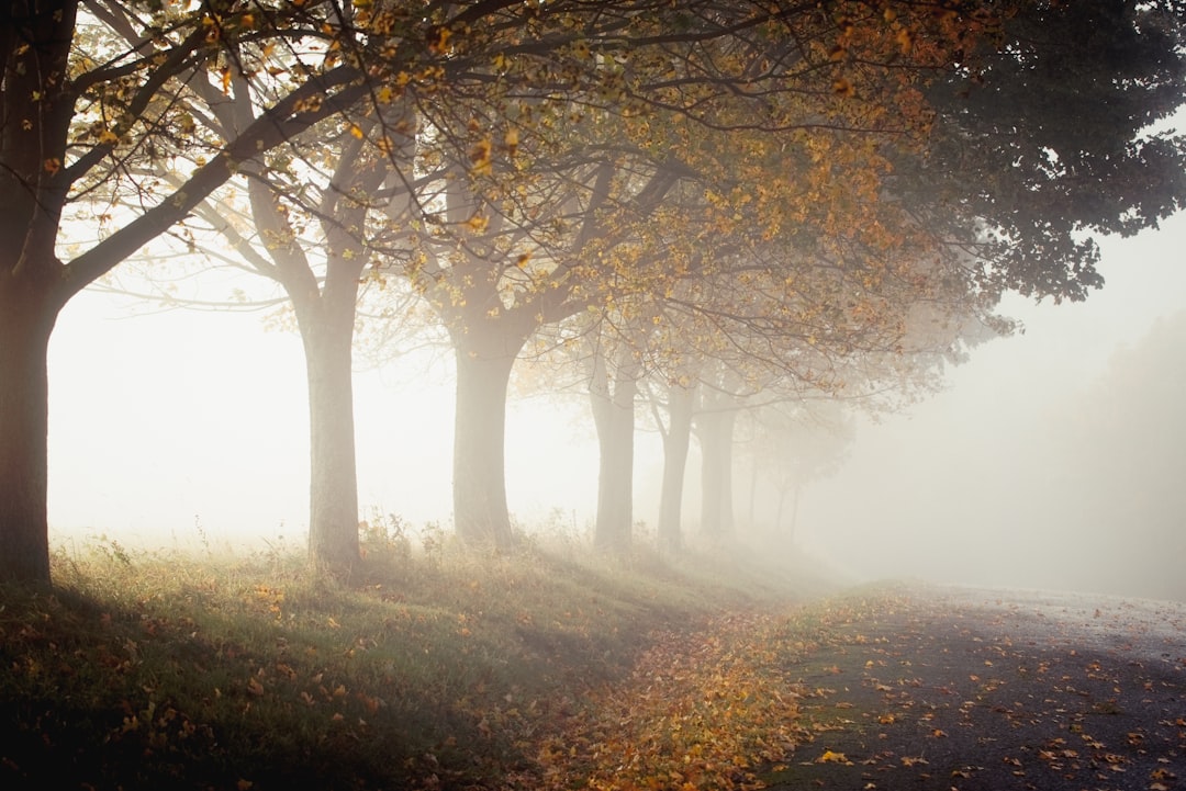 trees with fogs during daytime