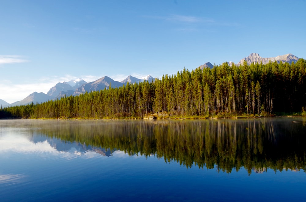 body of water beside green leafed trees