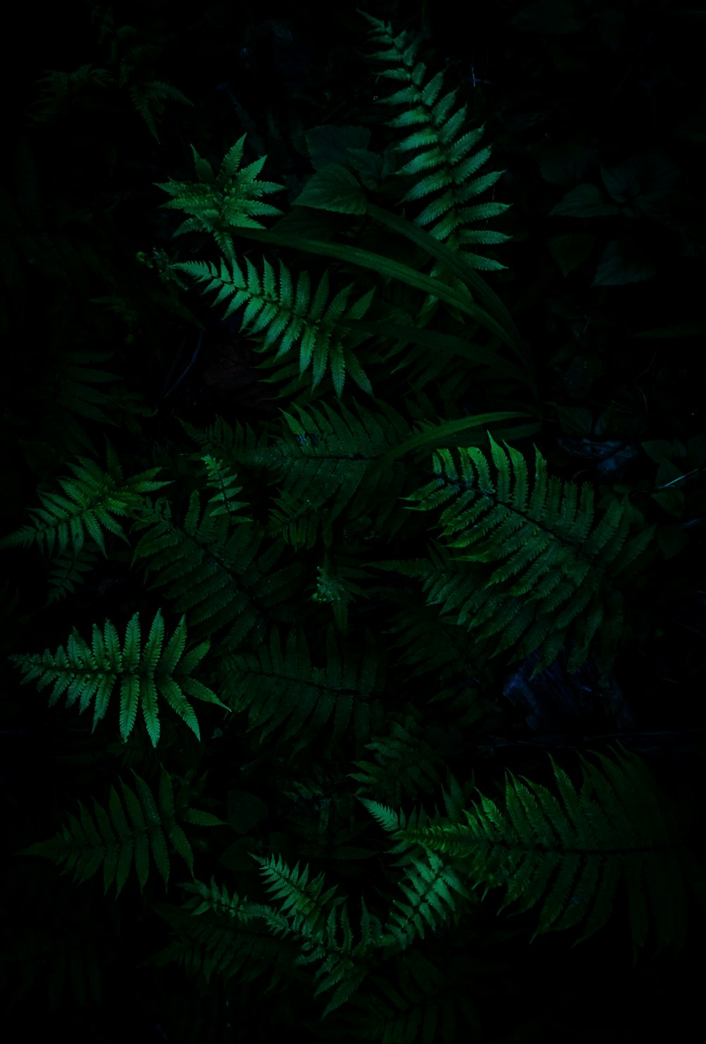 green plants