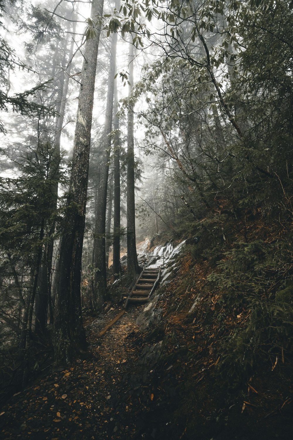 Escalier en bois brun entre les arbres
