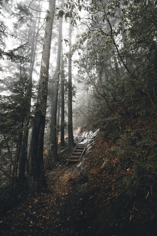 brown wooden stair between trees in Great Smoky Mountains National Park United States