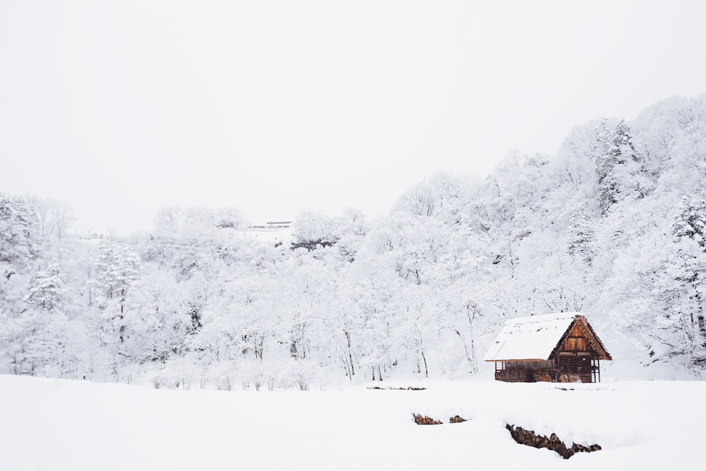 snow-covered tree lot during daytime