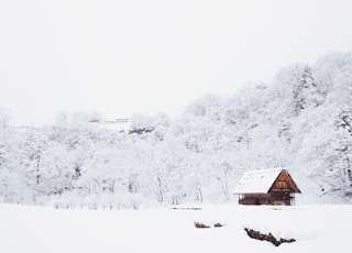 snow-covered tree lot during daytime