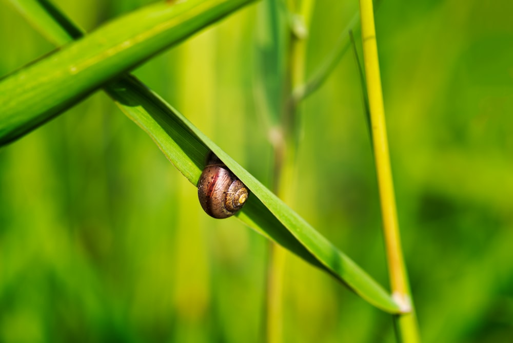 snail on leaf