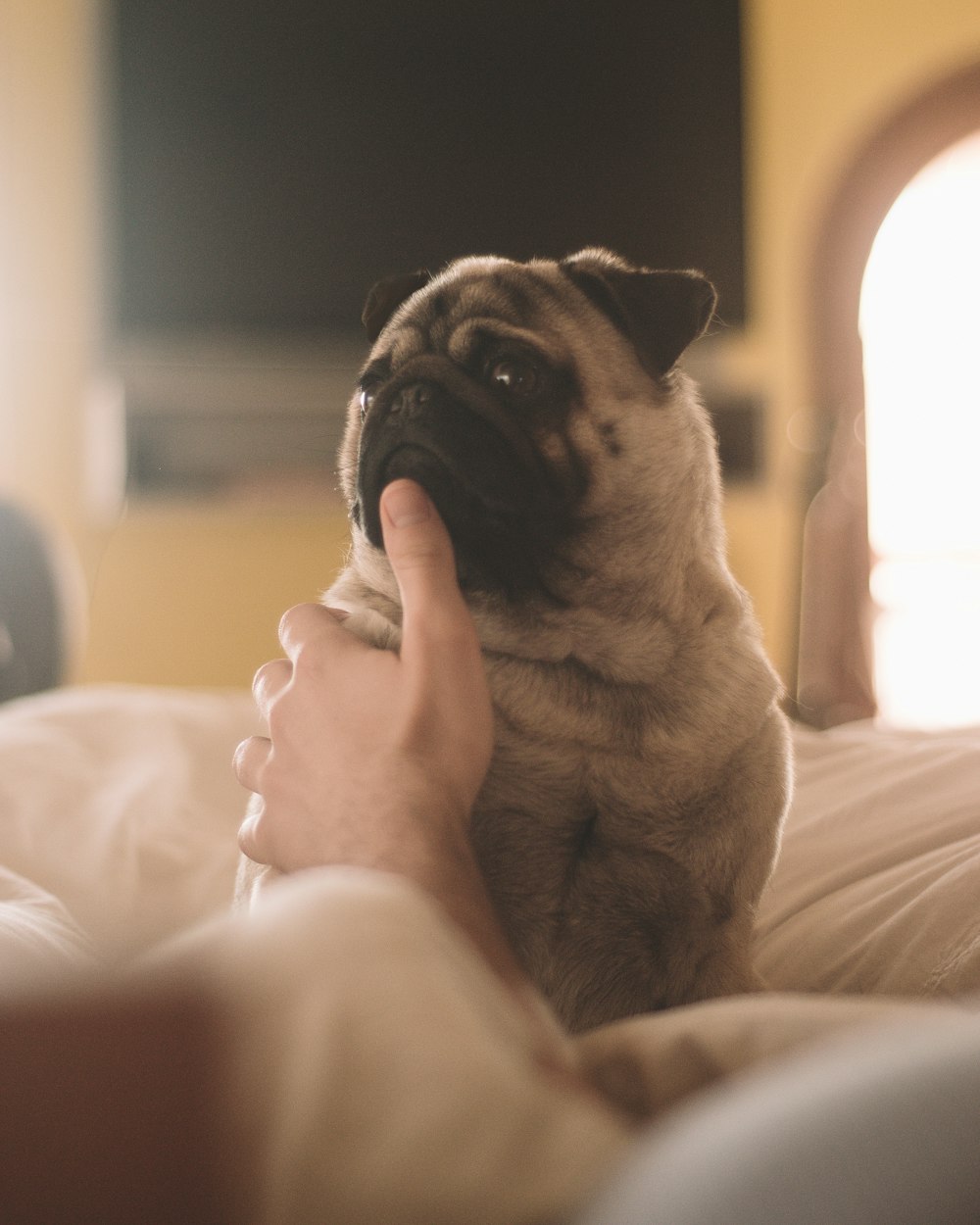 fawn pug sitting on couch