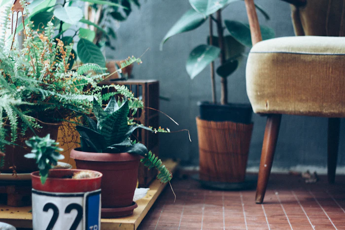 Gift a Living Plant