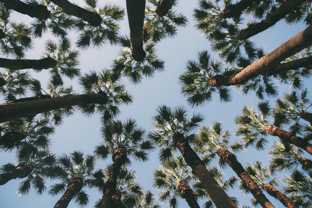 low-angle photography of palm trees