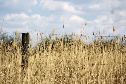 barbwire near grass