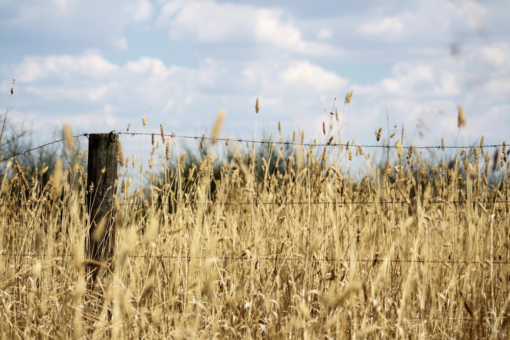 barbwire near grass