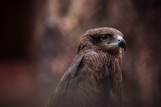 selective focus photography of brown hawk in Assam State Zoo Cum Botanical Garden India