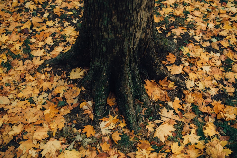 tree trunk surrounded dried maple leaves
