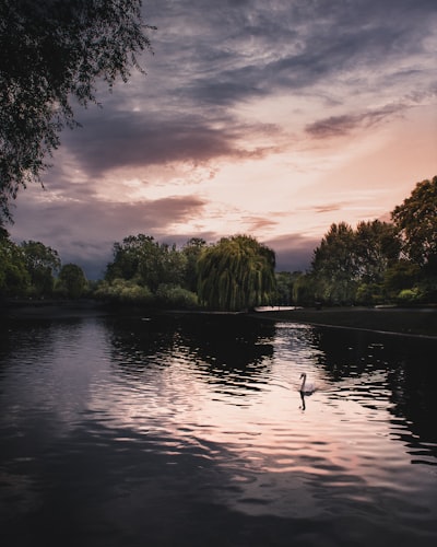 swan on body of water surrounded by trees under cloudy sky