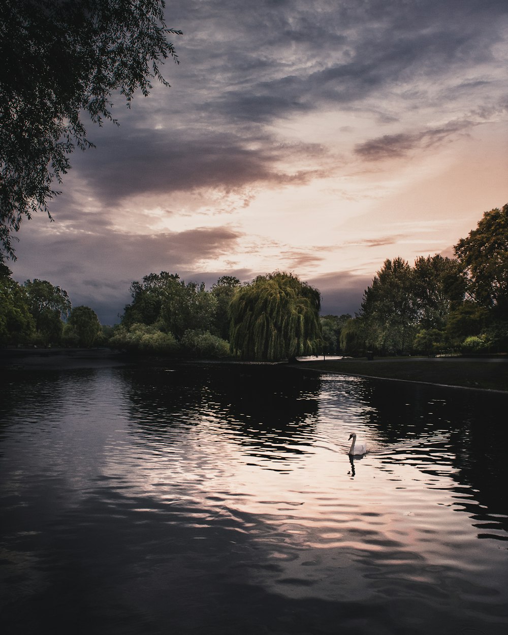swan on body of water surrounded by trees under cloudy sky