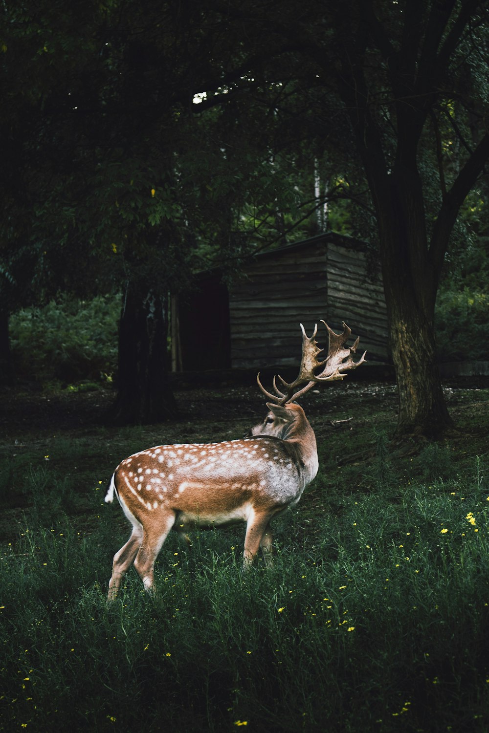 spotted reindeer on green grassland