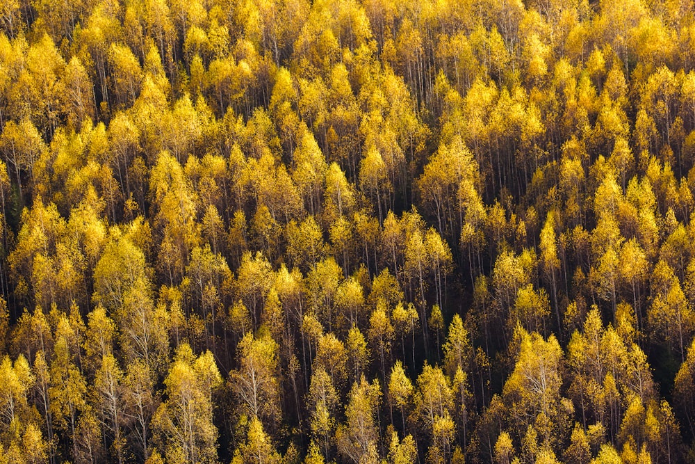 aerial view of forest