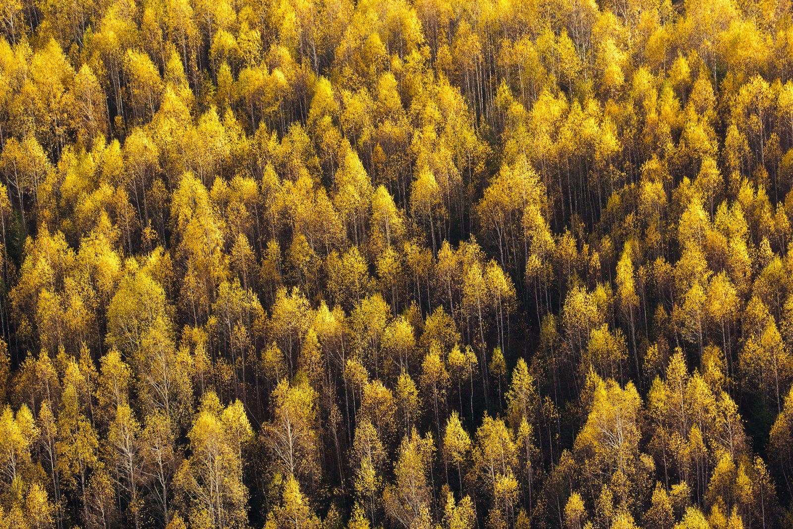 Canon EOS 600D (Rebel EOS T3i / EOS Kiss X5) + Canon EF 70-300mm F4-5.6L IS USM sample photo. Aerial view of forest photography