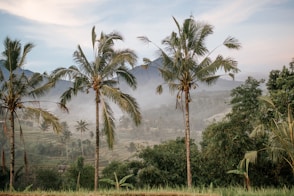 three coconut trees