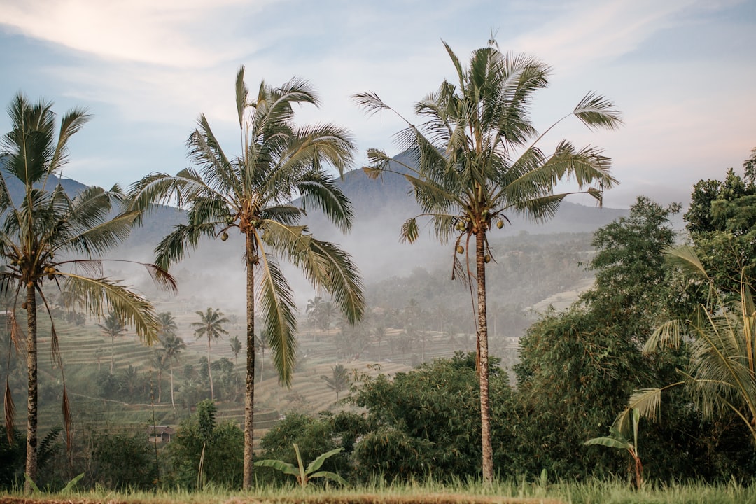 three coconut trees,