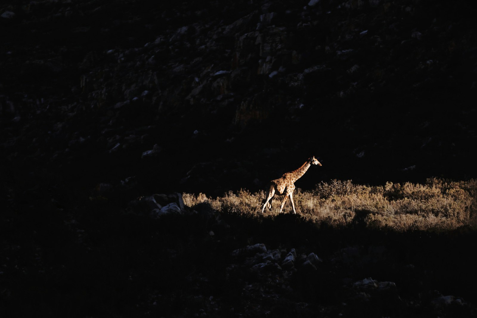 Canon EF 70-200mm F2.8L IS II USM sample photo. Giraffe walking on wild photography