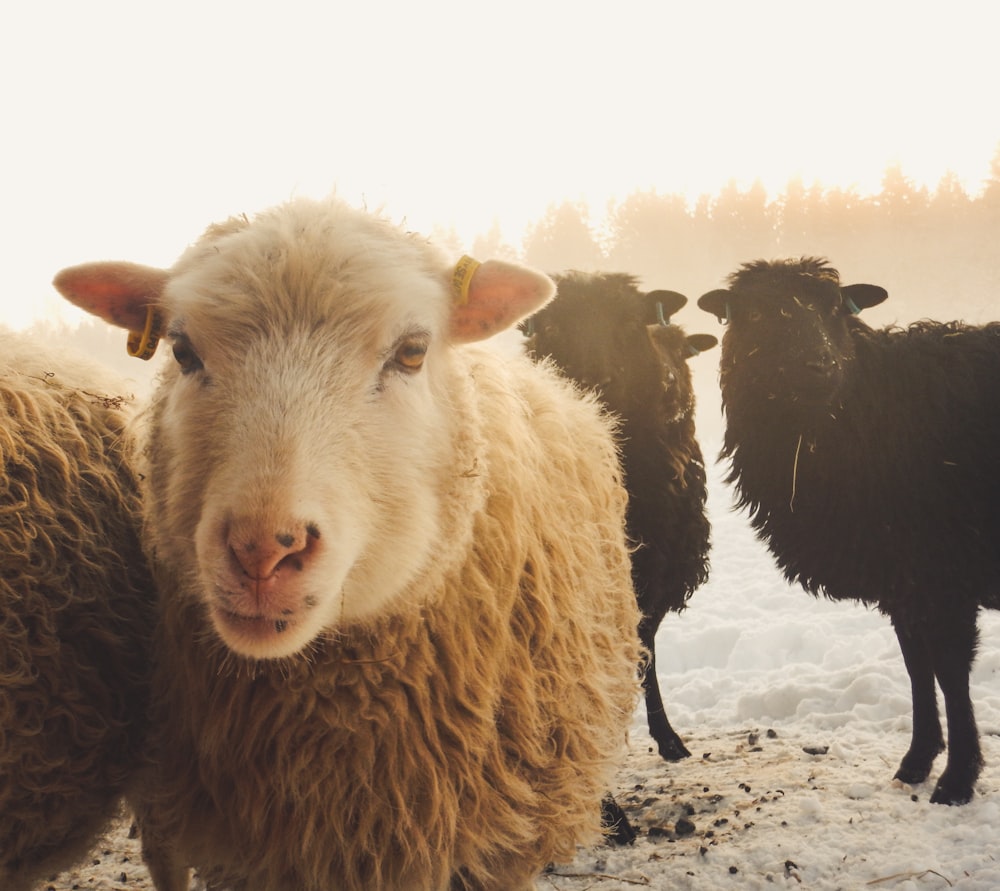 three black and brown sheep at daytime