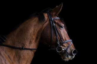 Close-up of a horse responding calmly to rein pressure during a training session.