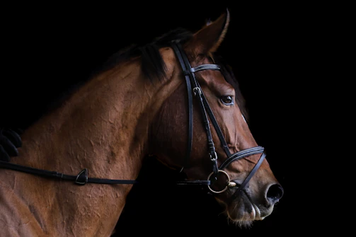 Close-up of a horse responding calmly to rein pressure during a training session.