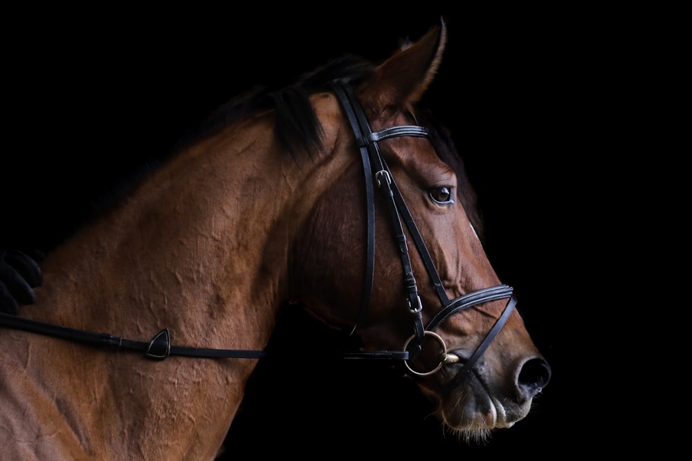Foto de primer plano de caballo marrón