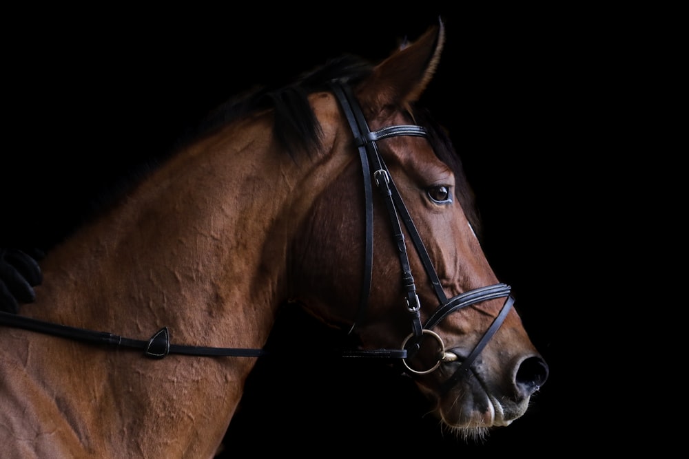 茶色の馬のクローズアップ写真