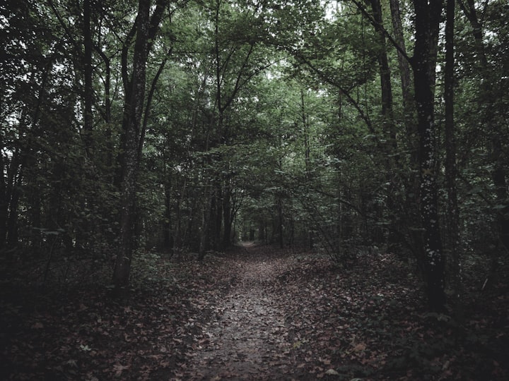 The Dark Witch's Woods