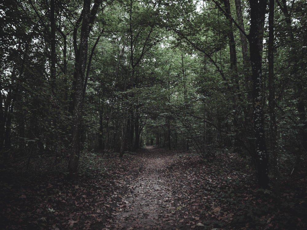 pathway in forest