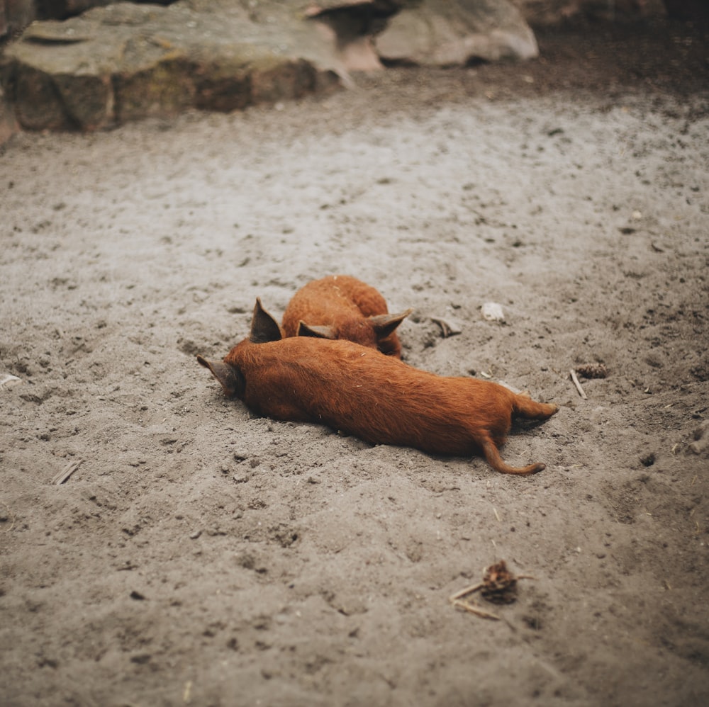 two pigs lying on sand during daytime
