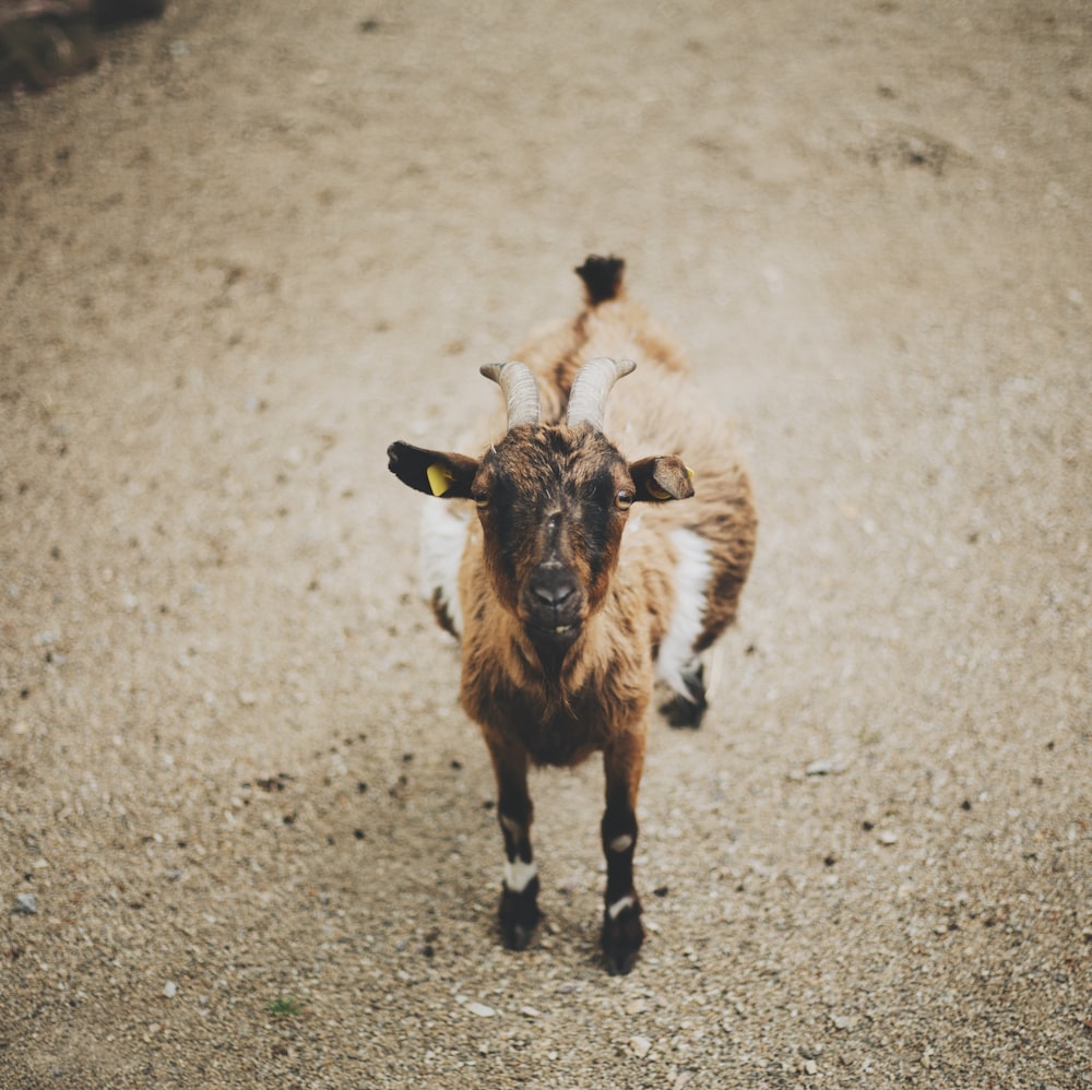 brown and black goat on brown dirt surface