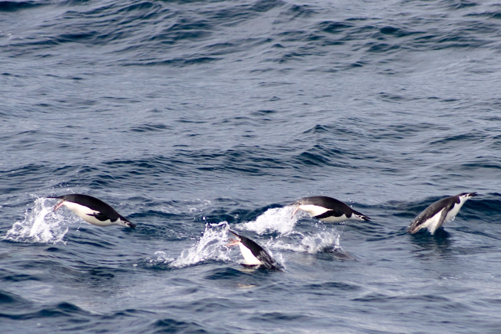 dolphins on body of water at daytime