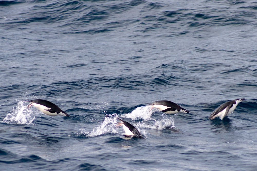 Delfines en el cuerpo de agua durante el día