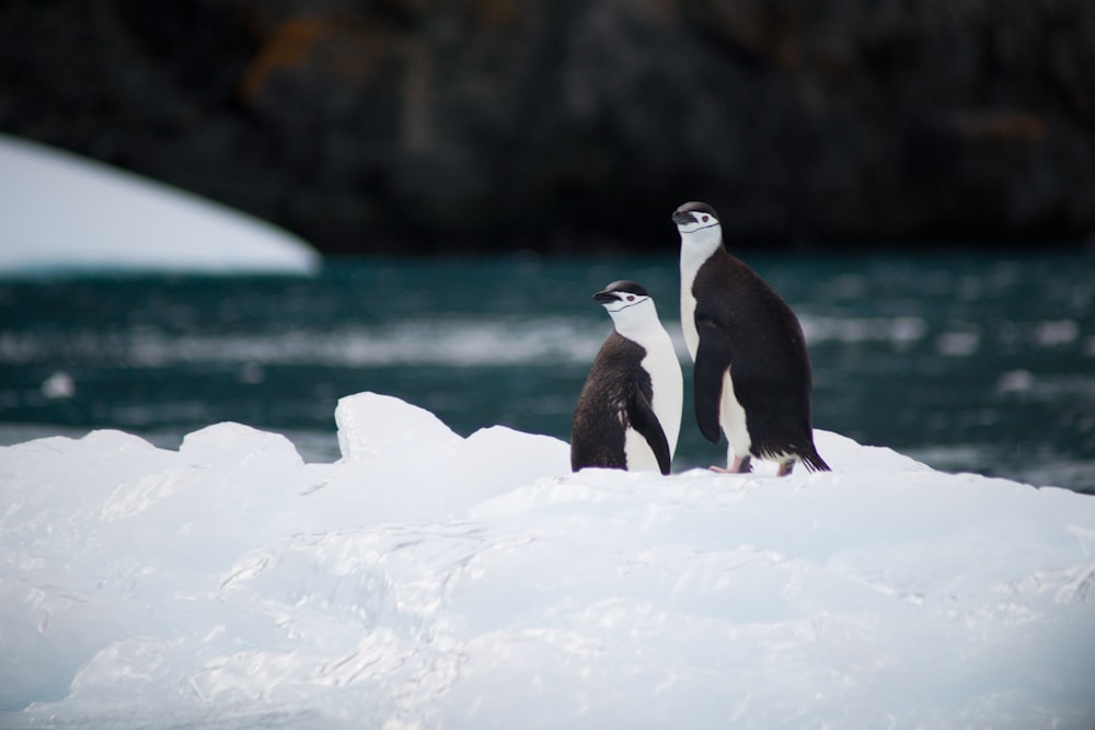 two penguins standing on rice near body of water